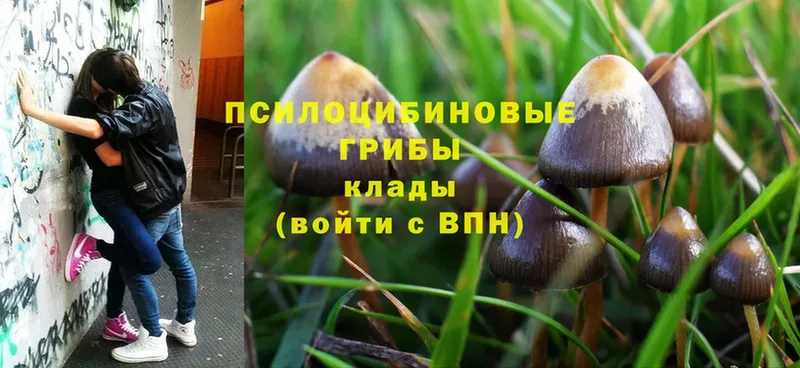 где купить наркоту  Высоцк  Галлюциногенные грибы Psilocybe 